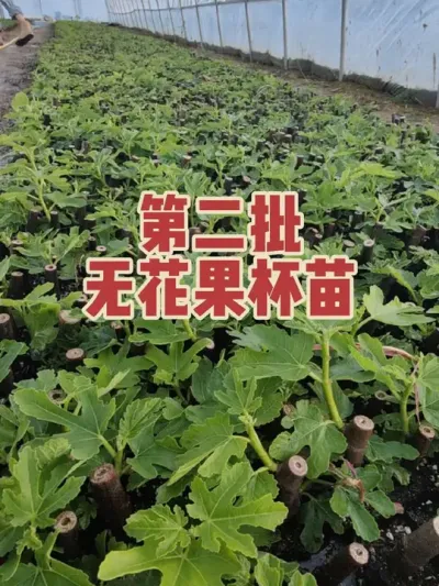 第三批也已经扦插完成，纯正无花果树苗做到全年供应 #耿记无花果种植专业合作社 #波姬红无花果苗 #芭劳奈无花果苗