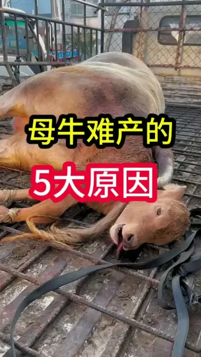 ĸţ�Ѳ���5��Ե��ԭ��#ĸţ #����ĸţ #������������ĸţ