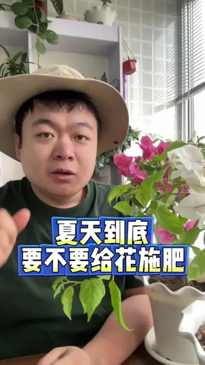 夏天到底要不要给花施肥，施什么肥。 #养花 #养花小知识 #花卉 #花卉绿植 #盆栽