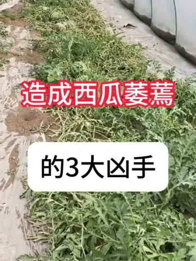 ����ή���Ե��ԭ�� #����ݪֲ  #���溦����  #ũ���ƹ�  #��ũ  #������ũ