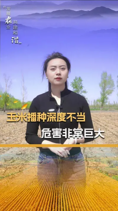 玉米播种深度不当，危害非常巨大#玉米种植 #玉米种植技术 #玉米种子 #三农 #抖音新农人