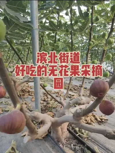 �ۼ��޻����ָֻ����ϼ�Ǯ����������Ȼ����Ʒ�ʺû��Լ۱ȸ�#�����޻���ݪֲרҵ������ #�������﹢�и��óԵ��޻�����ժ԰