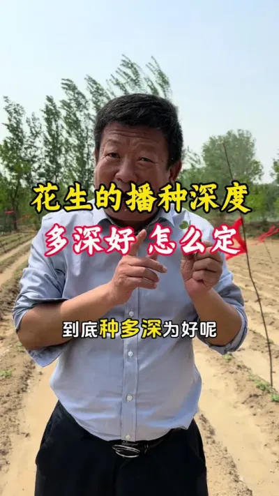 花生播种深度多少合适，什么样的深度才能出苗齐出苗快，不烂种不闷种#花生种植 #花生高产全程模式化管理 #花生管理 #花生播种 #毛国富大田高产管理