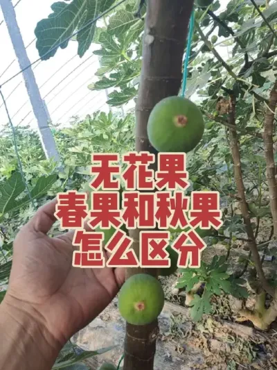 以前都是露天种植无花果，春天熟春果，秋天熟秋果，但是现在大棚乱了四季，已经不能用成熟时间来区分春果和秋果 #耿记无花果种植专业合作社 #无花果树苗