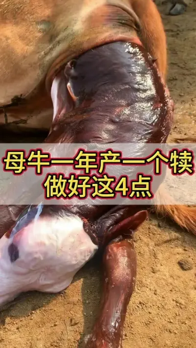 做好这四点，母牛一年产一个牛犊#养牛 #养牛人 #繁殖母牛 #西门塔尔繁殖母牛 #三农