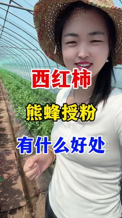 西红柿用雄蜂授粉有什么好处呢#西红柿种植#西红柿种植技术