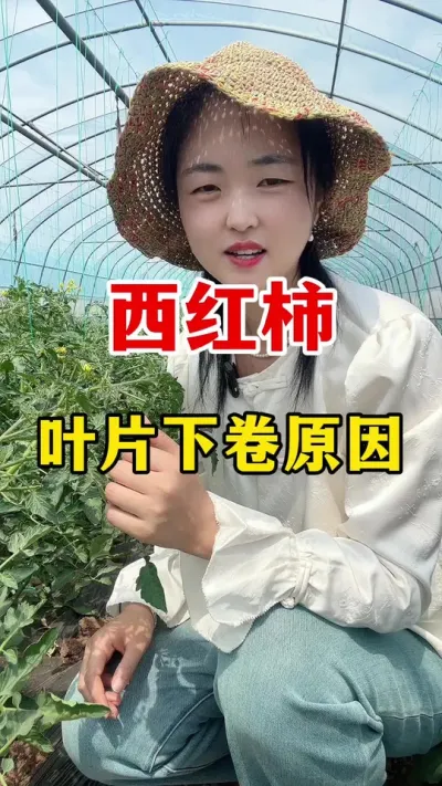 西红柿叶片下卷原因#分享农业知识帮农民增产增收 #番茄种植#西红柿种植技术