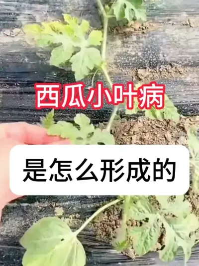 ����СҶ��ʲôԵ��ԭ��������СҶ���Ҫ�� #����ݪֲ #��ũ #���溦���� #ݪֲС���� #������ũ