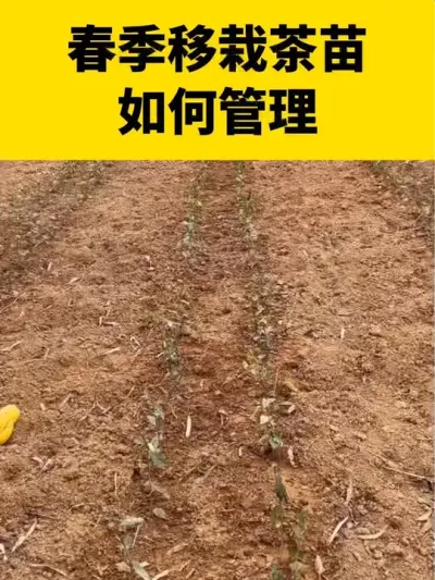 春季茶苗移栽如何管理#茶树 #茶树种植 #茶树管理技术与指导