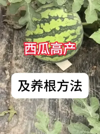 ¶ݪֲ ϸ߲Ҫ#ũҵ # #ղӲԭ #߲ #ũ