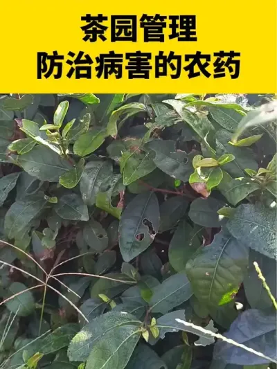 茶园管理防治病害的农药#茶树 #茶树种植 #茶树管理技术与指导