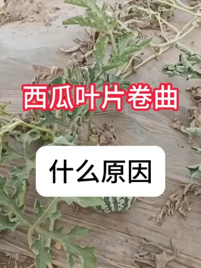 ����ҶƬ������ʲôԵ��ԭ���� ���ϲ��������ƻ�#��ũ #���� #���溦���� #��������ݪֲ����#��������