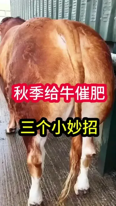 �＾��ţ�߷ʵ�����С����#��ţ #��ţ���� #��ţ�� #��ֳ