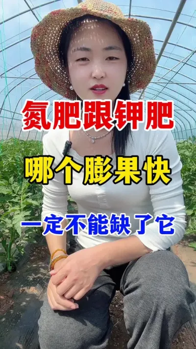 氮肥跟钾肥哪个膨果快？如果缺了它什么都百搭#西红柿种植 #西红柿种植技术