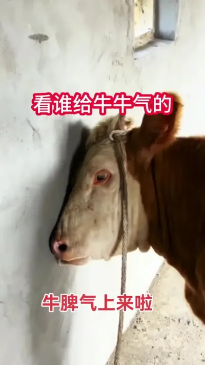 ţ����������#��ţ #��ũ