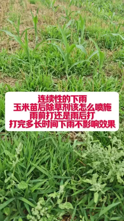 һ���������������ݼ�������ʩ�����೤ʱ�����겻��Ӱ�� #ũҵݪֲ #����ũҵֲ������֪ʶ���������� #������ũ֧����ũ #ݪֲС���� #�׽���³��ũ�˵���ֱ������