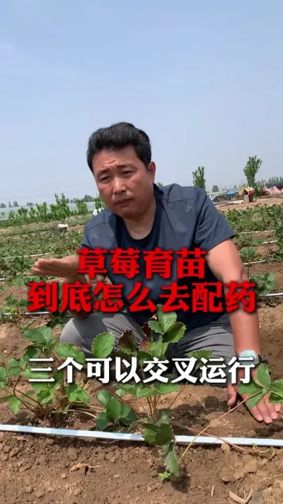 草莓育苗到底怎么去配药#草莓种植管理技术和方法 #分享农业知识帮农民增产增收 #草莓种植 #新农人计划 #种植小技巧