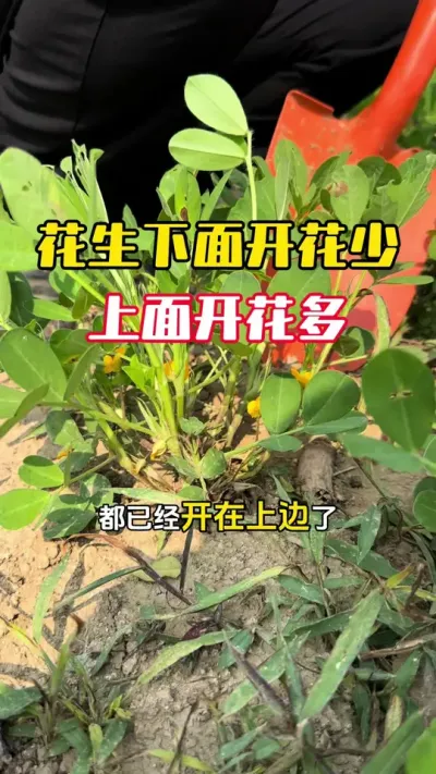 ���������Ż��������Ż�����ʲô������#����ݪֲ#�������� #�����߲� #�����߲�ݪֲ #ë��������߲�����