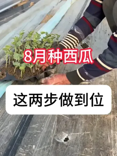 8�»����ֹ����������Ϲ��� #ũҵݪֲ #��ũ������ #����ݪֲ #ũ���ƹ� #������ũ