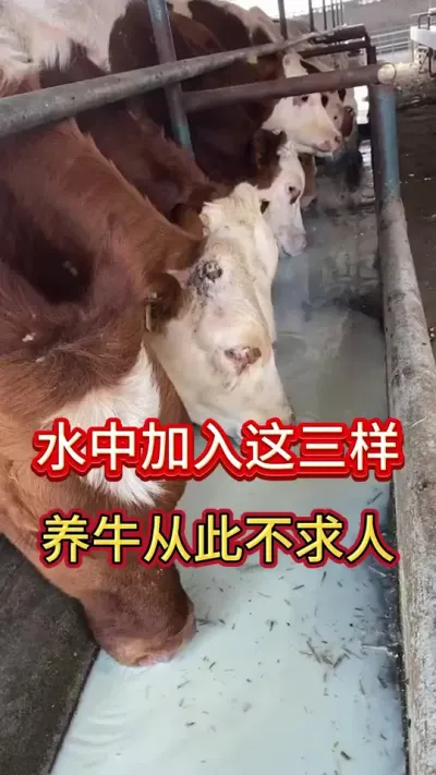 水中加入这三样，养牛从此不求人#养牛人 #农村养牛 #科学养牛 #养牛 #养牛技术