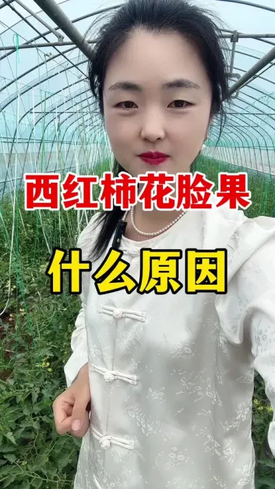 西红柿的花脸果到底是什么原因引起的？#西红柿种植技术 #西红柿种植