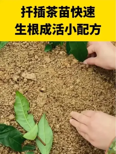 Ǥ�������������ɻ�С�䷽#����