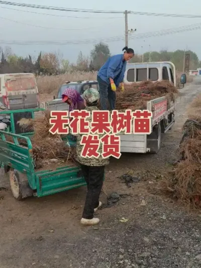 лл������٭�����κ�֧��#�����޻���ݪֲרҵ������ #�޻�������