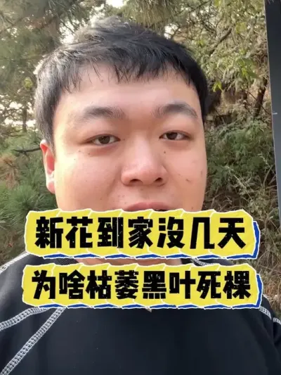 �»��ּ�û��������Ϊɶ��ή��Ҷ������ #���� #����С֪ʶ #���� #������ֲ #����