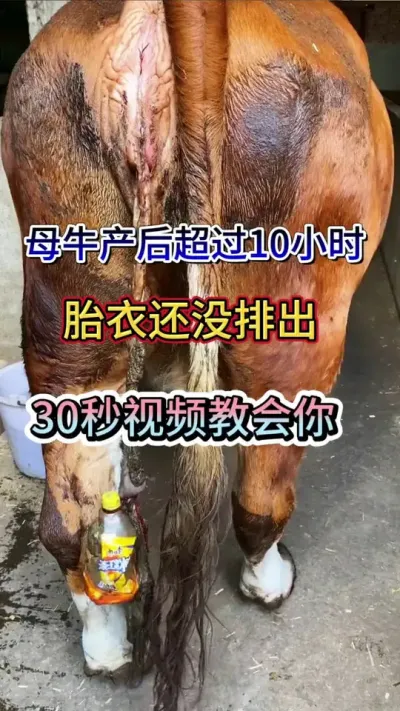 ĸţ�Ѳ�ĸţ�������10Сʱ̥�»�û�������������������óͷ� #��ţ #��ţ���� #ĸţ #����ĸţ #��ũ