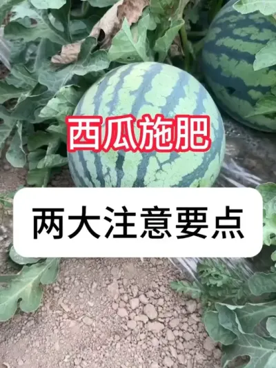 ʩҪעЩҪ ʩʵעҪ#ũҵ #ũݪֲ # #ʩ #ղӲԭ