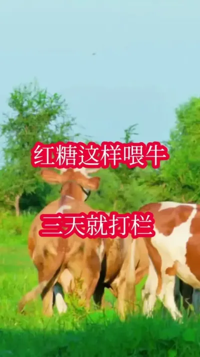 ��������ιţ������ʹ���#ĸţ #����ĸţ #������������ĸţ