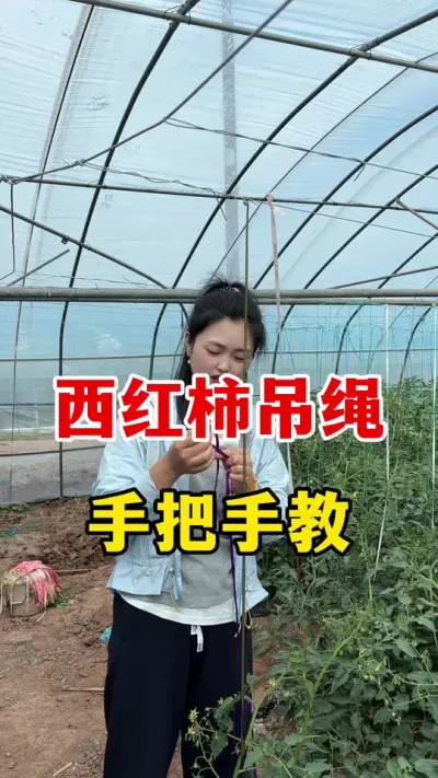 手把手教西红柿如何吊省#番茄种植 #西红柿种植技术