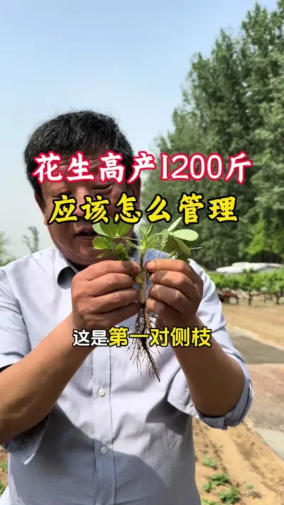 花生高产1200斤应该怎么做全程管理#毛国富大田高产管理 #花生高产全程模式化管理 #花生管理技术 #花生种植 #花生高产
