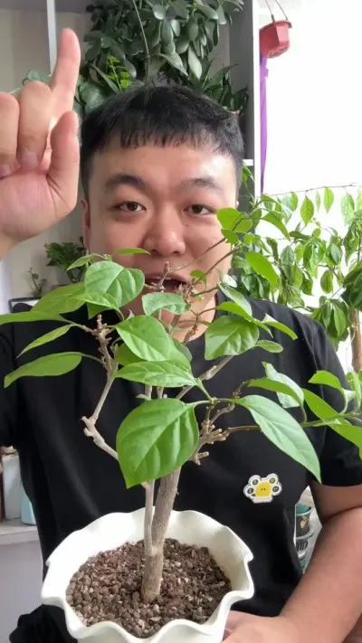 ����÷��ʱ����������׼���Ż���״̬�����ɷ�Ч����ʵ�㱨������ #���� #����С֪ʶ #���� #������ֲ #����