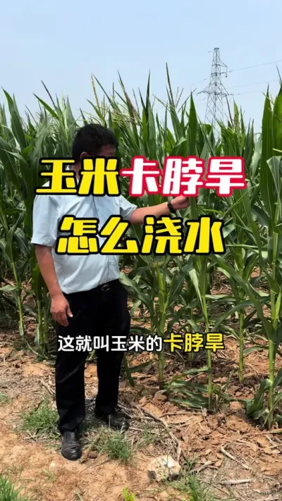 ʲô�����׿���������ô��ˮ��#����ݪֲ #����ݪֲ���� #���׸߲� #���׸߲�ݪֲ���� #ë��������߲�����