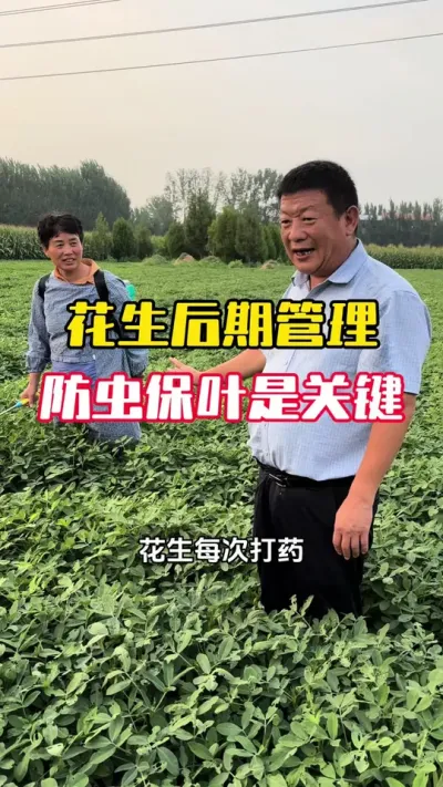 �����к��ڷ��汣Ҷ��Ҫ��#����ݪֲ#����ݪֲ�������� #�����߲� #�������� #ë��������߲�����