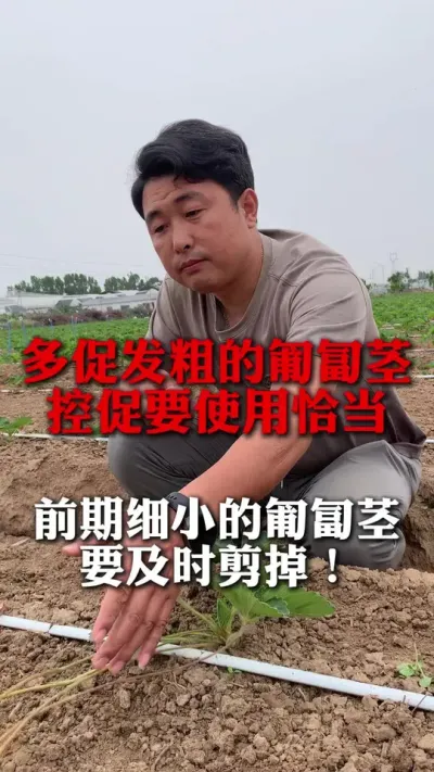 想要多促发粗的匍匐茎，控促节奏要把握好#草莓种植管理技术和方法 #分享农业知识帮农民增产增收 #草莓种植技术 #草莓种植 #草莓育苗