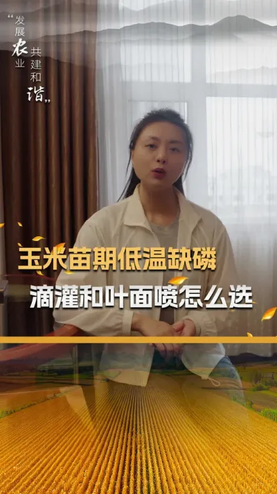 玉米苗期低温缺磷，滴灌和叶面喷怎么选#玉米种植 #玉米种植技术 #玉米种子 #三农 #抖音新农人