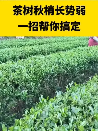 �������ҳ�������һ�а���㶨#���� #����ݪֲ#����ݪֲ���������