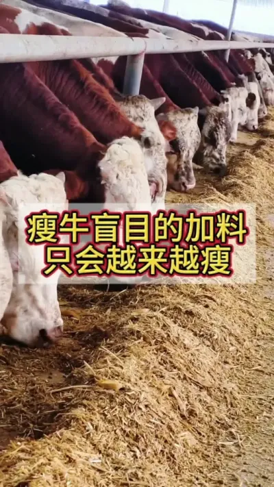 ��ţäĿ�ļ���������Խ��Խ�ݾ�����ʲôԵ��ԭ��#��ţ #��ţ�� #��ţ���� #ũ����ţ