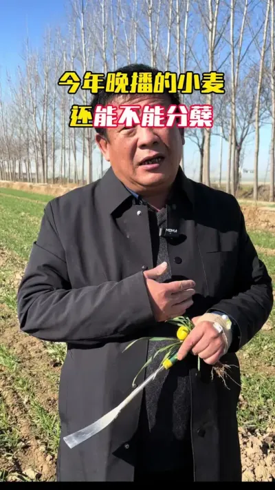 ���������С���ܲ��ɷ���#С��#С��ݪֲ#ݪֲ�� #С��߲�#ë��������߲�����