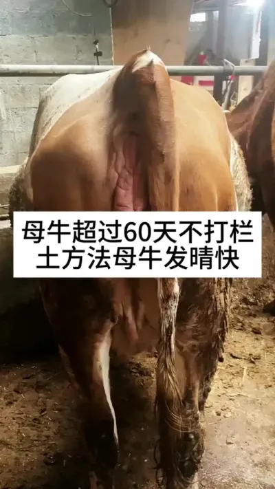 ĸţ���󲻴�����ũ�����Ҫ�����ɽ��#ĸţ #����ĸţ #������������ĸţ #��ũ��ֳ