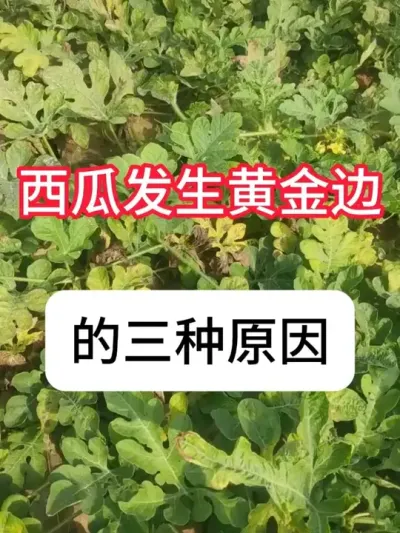 西瓜叶边发黄是什么原因？西瓜种植技术 #西瓜 #病虫害防治 #三农 #农业知识 #抖音助农