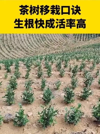 �������Կھ���������ɻ��ʸ�#����