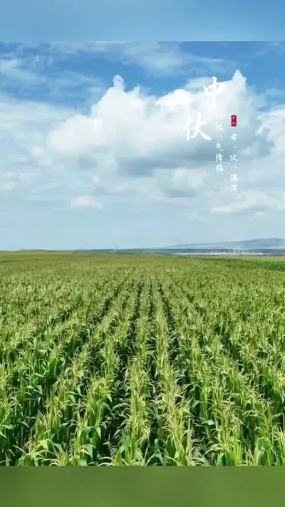 �����з���ʢ��ʮ����ע�ط��#��ũ #����ݪֲ #����ݪֲ���� #�������� #������ũ��