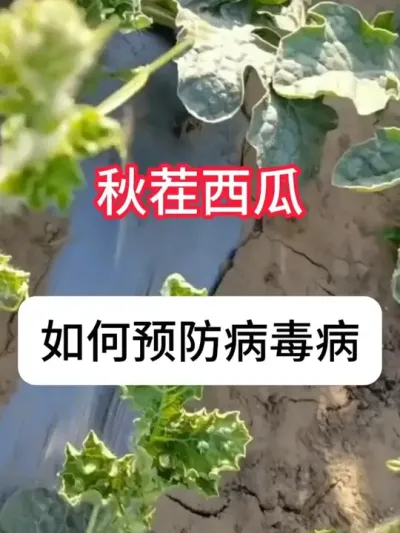 ���ϲ�������ʲôҩ�����ϲ������䷽ #����ݪֲ #������ #��ũ #���溦���� #������ũ