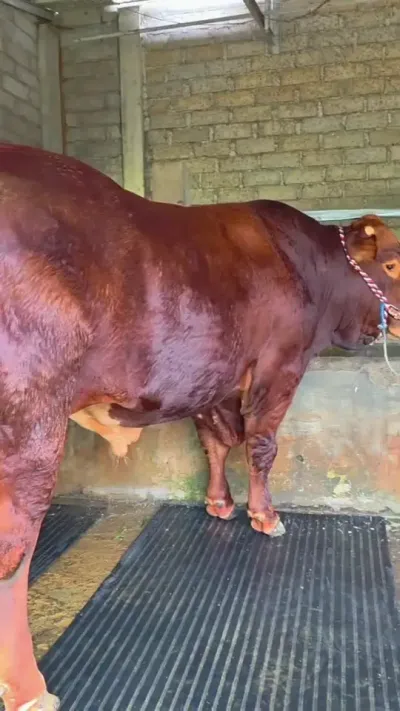 ����ţ#����ţ #��������С��ţ #������������ţ #��ũ��ֳ