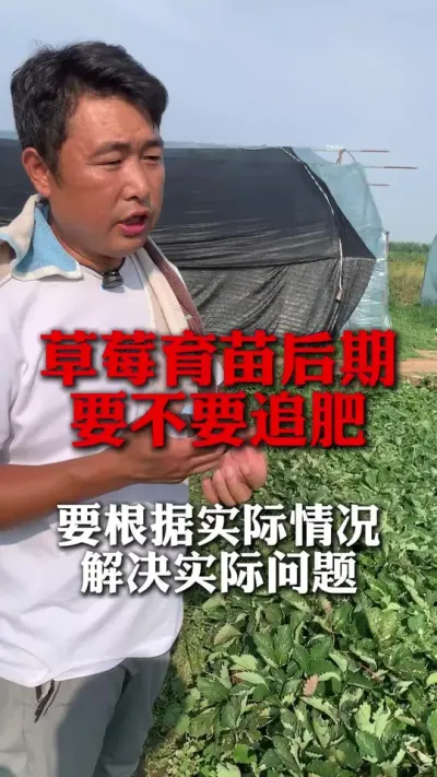 ��ݮ�������Ҫ��Ҫ׷��#��ݮݪֲ #��ݮݪֲ���� #��ݮ���� #����ũҵ֪ʶ��ũ���������� #��ũ������