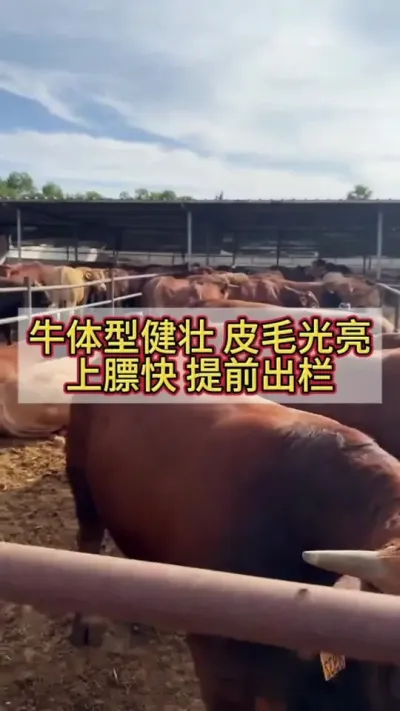 ţ���ͽ�ʵ��Ƥë��˸���Կں��ϱ������ǰ����#��ţ #��ţ�� #����ţ #������������ţ