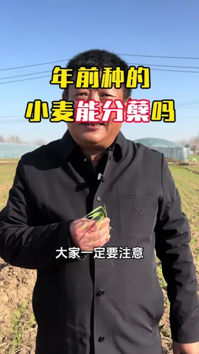 ��ǰ�ֵ�С���ܷ����� #С��߲�#С��ݪֲ#С��������� #ë��������߲�����